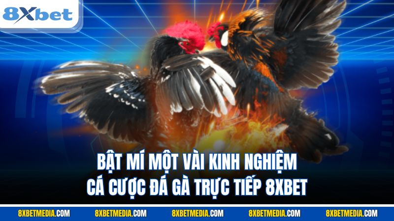 Bật mí một vài kinh nghiệm cá cược đá gà trực tiếp 8XBET