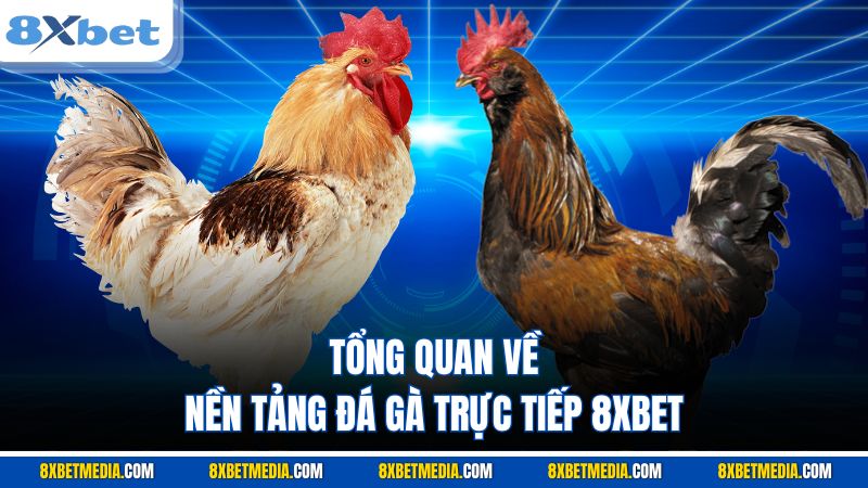 Tổng quan về nền tảng đá gà trực tiếp 8XBET